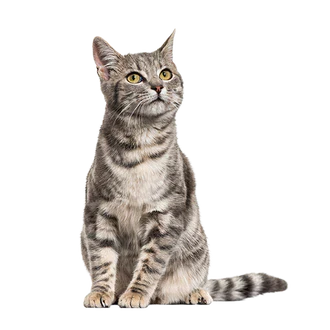 Kedi